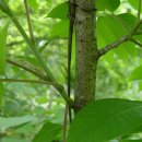 우리참옻 이미지