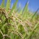 북신안농협미곡종합처리장 이미지