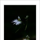 들꽃풍경 이미지