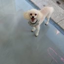 모모펫그루머 이미지