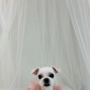 바멍샵 이미지