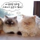 흠