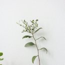 파블라 이미지