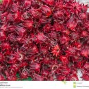 ROSELLE HIBISCUS(로젤 히비커스) 이미지