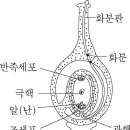 자방 , 子房 _ ovary 이미지