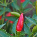 작은 불꽃 이미지