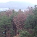 소나무숲 이미지