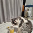 캣디피 프레시트릿 고양이 저염 간식 내돈내산 후기