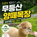 광주목장 | [전남:광주] 광주 근교 드라이브 추천! ‘호남의 알프스’ 무등산 양떼목장 솔직 방문 후기 🐑🌾