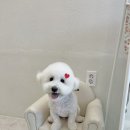 코코바코 이미지