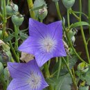 고향의 여름 이미지