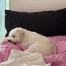 블라썸펫 이미지