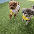 리치펫하우스 이미지