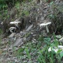 임내등산로 이미지