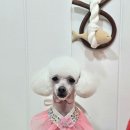 메리몰펫샵 이미지