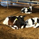 영광목장 이미지