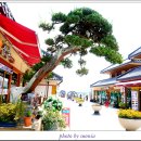 오대산 달빛 이미지