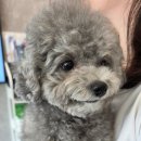 울산 강일웅동물메디컬센터 이미지