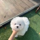 글로리 폭스 꼬똥 이미지