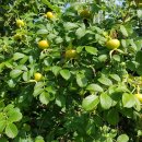 고향산천농장 이미지