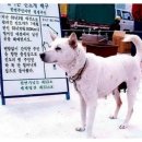 백구조명