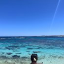 멍멍펀치 | 쿼카섬페리할인코드/로트네스트섬/피나클사막/란셀린/란셀린 샌드보드/퍼스생존기/퍼스여행/호주워홀...