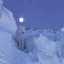 달빛여우 이미지