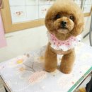 강미용실 Daum카페