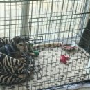 정창수외과동물병원 이미지