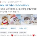 수원고양이분양 고사남 본점 | 먼치킨 고양이에 대해 알아보자 수원 고사남에서 분양받은 후기 고양이키우는 집사