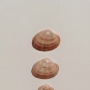 소라 이미지