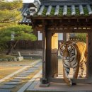 몽운 | [꿈해몽] 십이지신 동물 꿈 완벽 정리 1 - 쥐, 소, 호랑이, 토끼, 용, 뱀