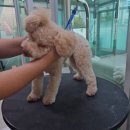 땡글땡굴 이미지