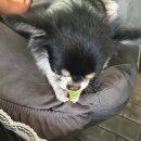 어서오시개냥 애견펜션 이미지