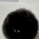 털뭉치 이미지