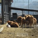 "바른 먹거리 골고루 나누는 게 평화죠" / 포천 평화나무농장 김준권·원혜덕 부부 이미지