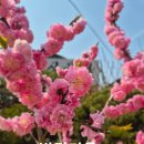 미래선경공인중개사사무소 | <거래완료> 부천상동반달마을 반달선경 3룸 매매 - 통합재건축 선도지구 단지