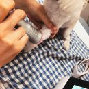 분당정자 동물병원 이미지