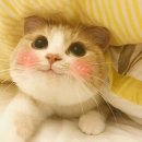 meow meow 이미지