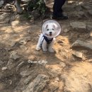 트레벨동물병원 이미지