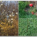 삼학도 이난영 공원 이미지