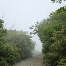 지리산구름정원 | [지리산 노고단] 안개 속 비밀정원 같았던 탐방로, 야생화 길 (2026.5.25)