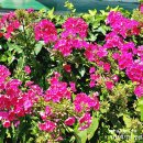 플록스펜션 이미지