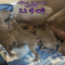 보성이탈리안그레이하운드 2 이미지