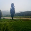 미루나무 이미지