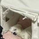 똥강아지이발소 이미지