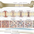 Re: 뼈 재생 기전 ... 2015 nature review 이미지