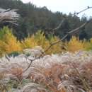 은행나무길 이미지