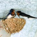 강남제비 이미지