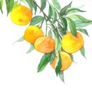 연동바다장어 이미지